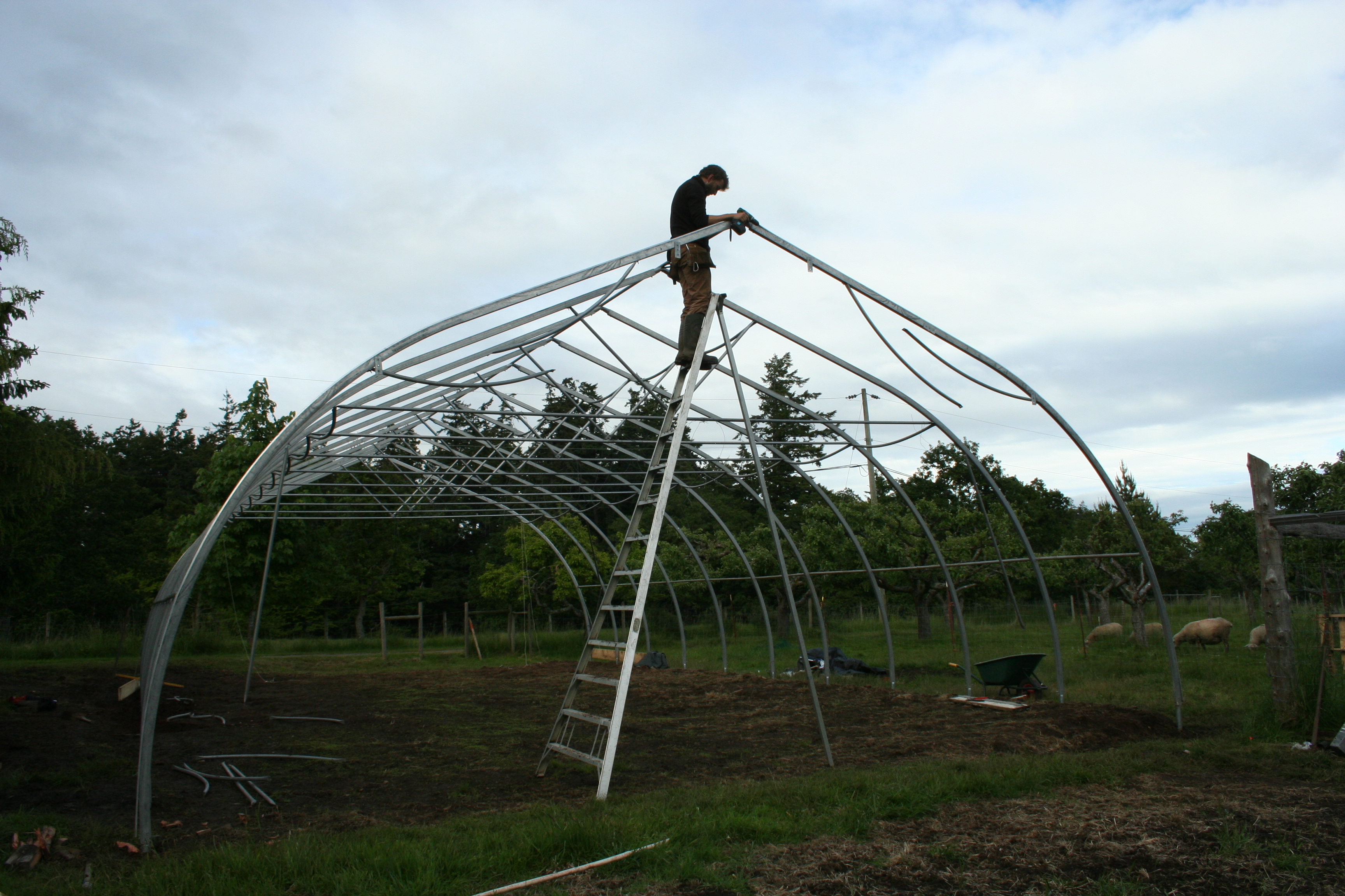 Alex and the new Wind Whipped greenhouse