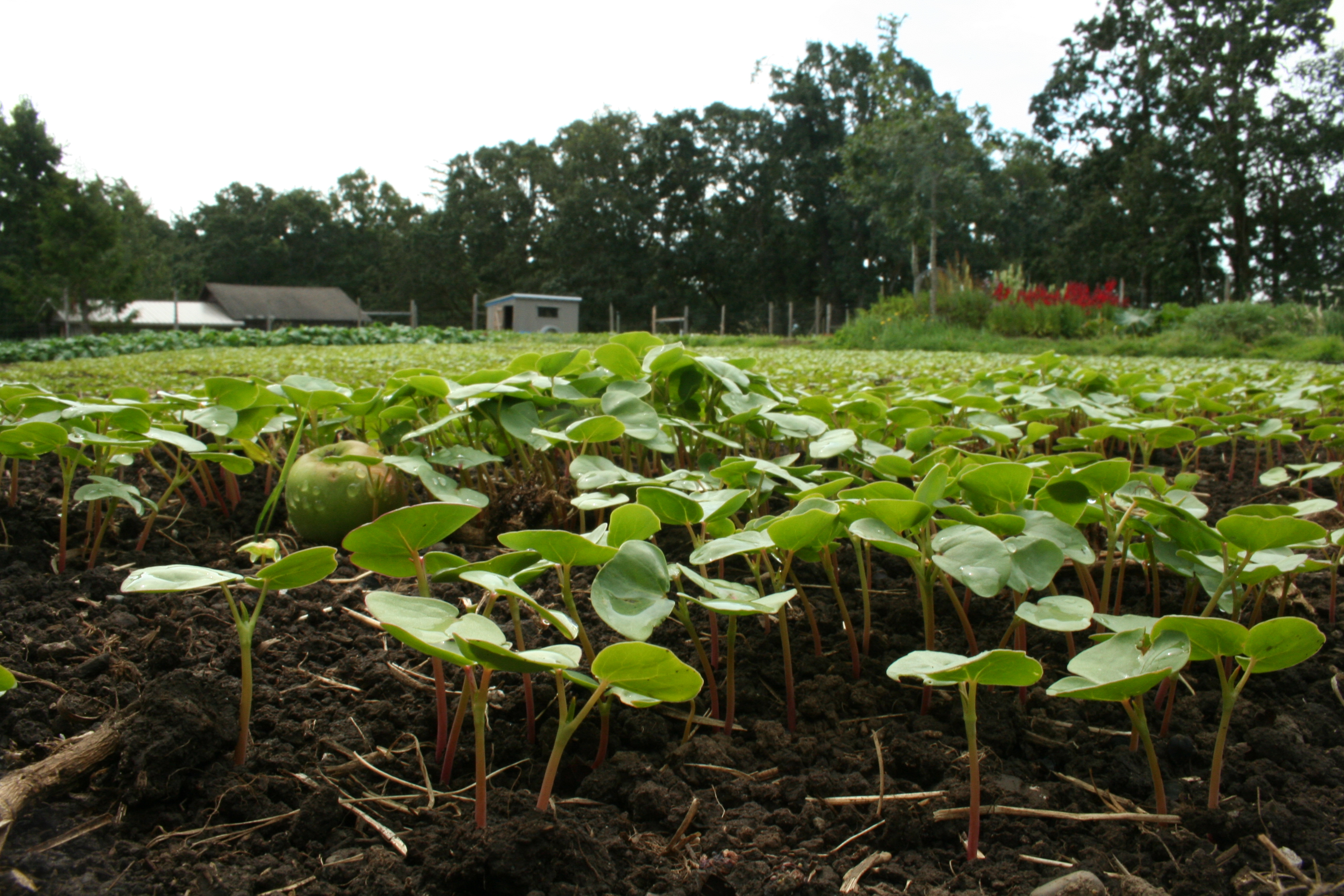 IWind Whipped Farm's buckwheat green manure in August. 