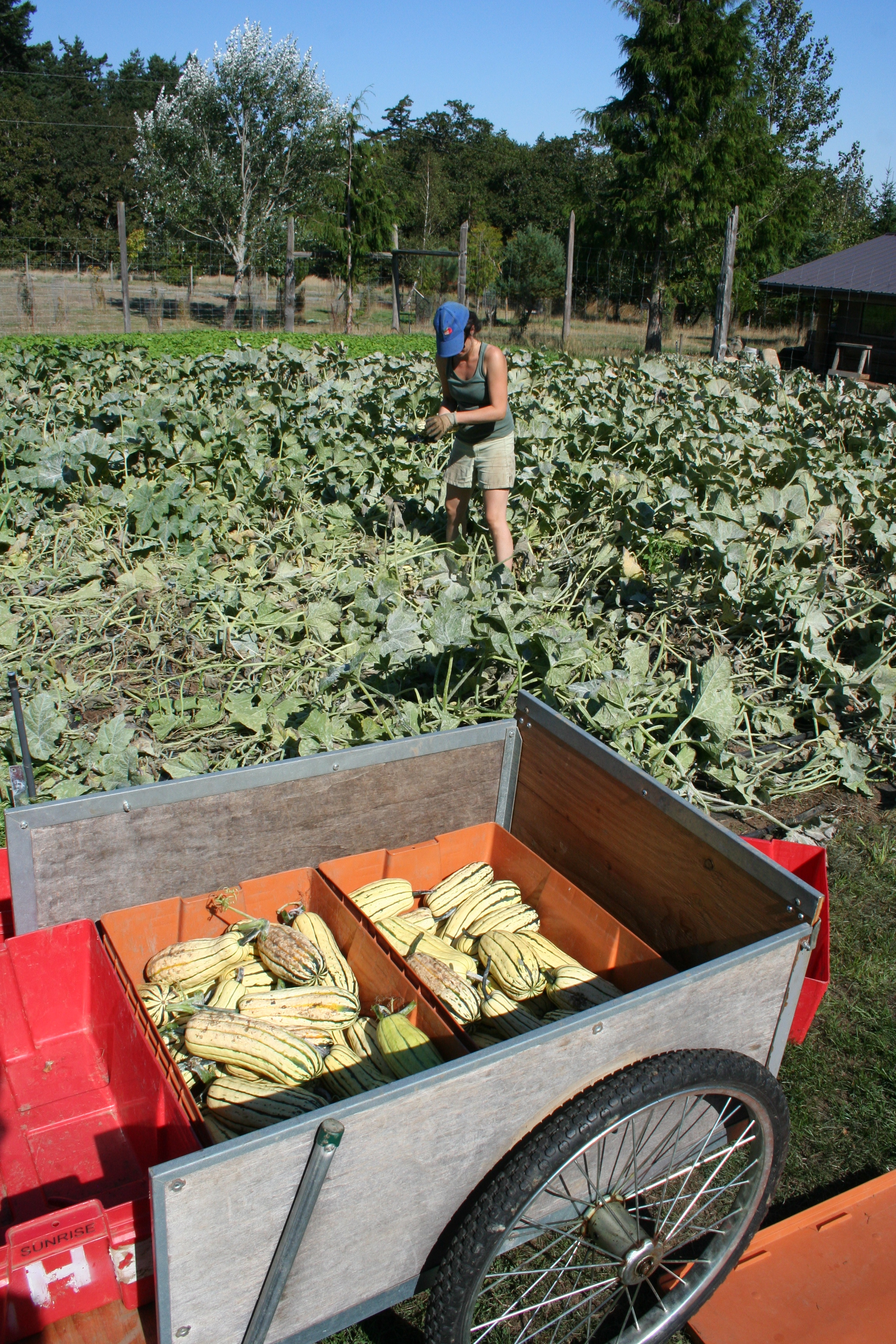 Virginie harvesting the delicata squash