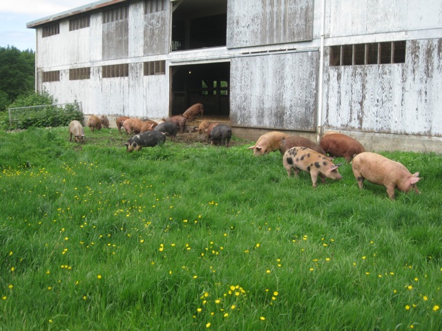 Stillmeadow farm pigs on pasture.