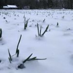 Snowed in garlic at Wind Whipped Farm. 