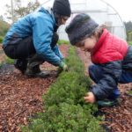 herb harvest