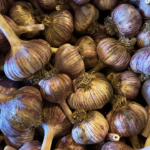 Garlic