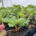 2026 Local Food Box – Registration Open! Strawberry transplants ready to be planted in the next few weeks